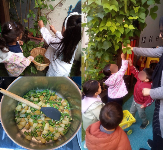 Harvesting Peas and Potatoes
